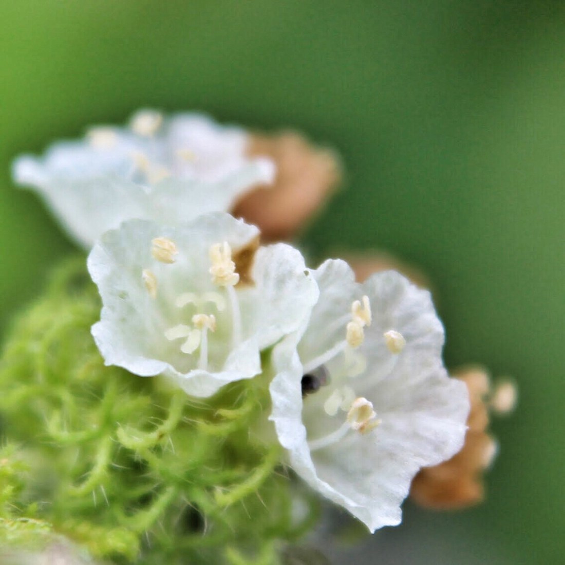 Curaçao bush or bloodberry varronia globosa