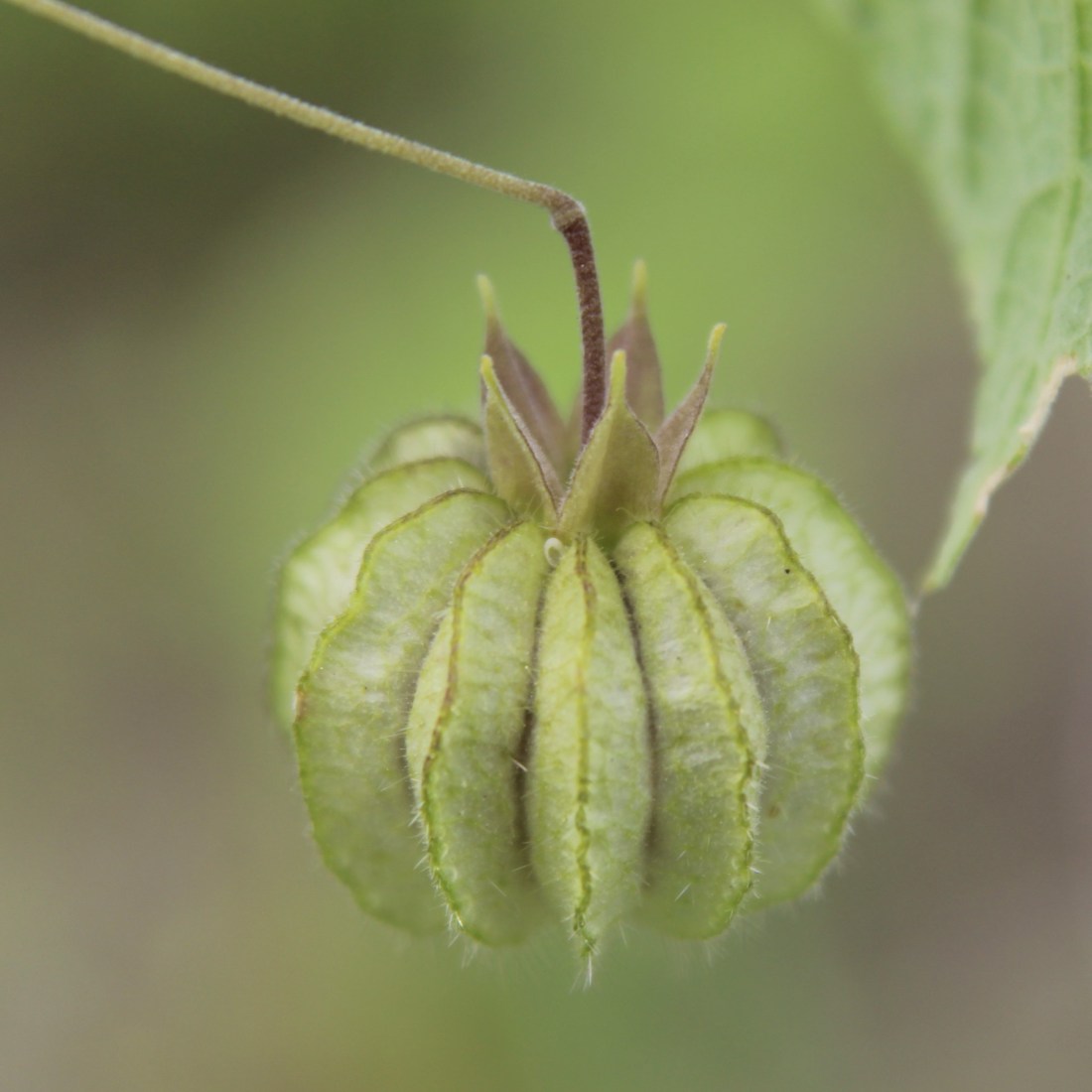 bladdermallow unripe fruit