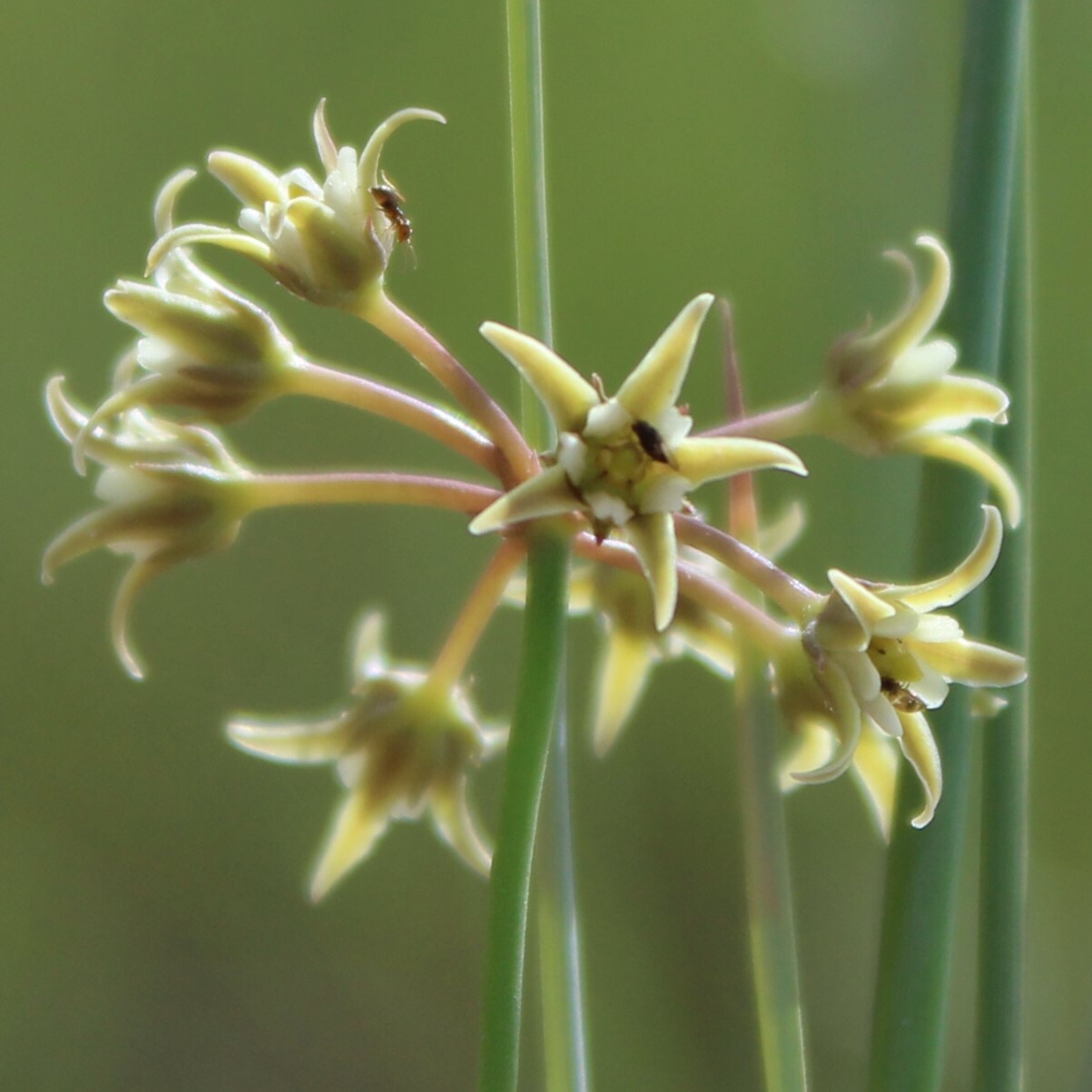 Gulf coast swallow-wort