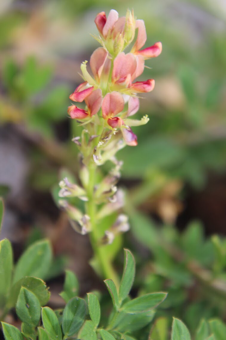 Creeping indigo Indigofera spicata