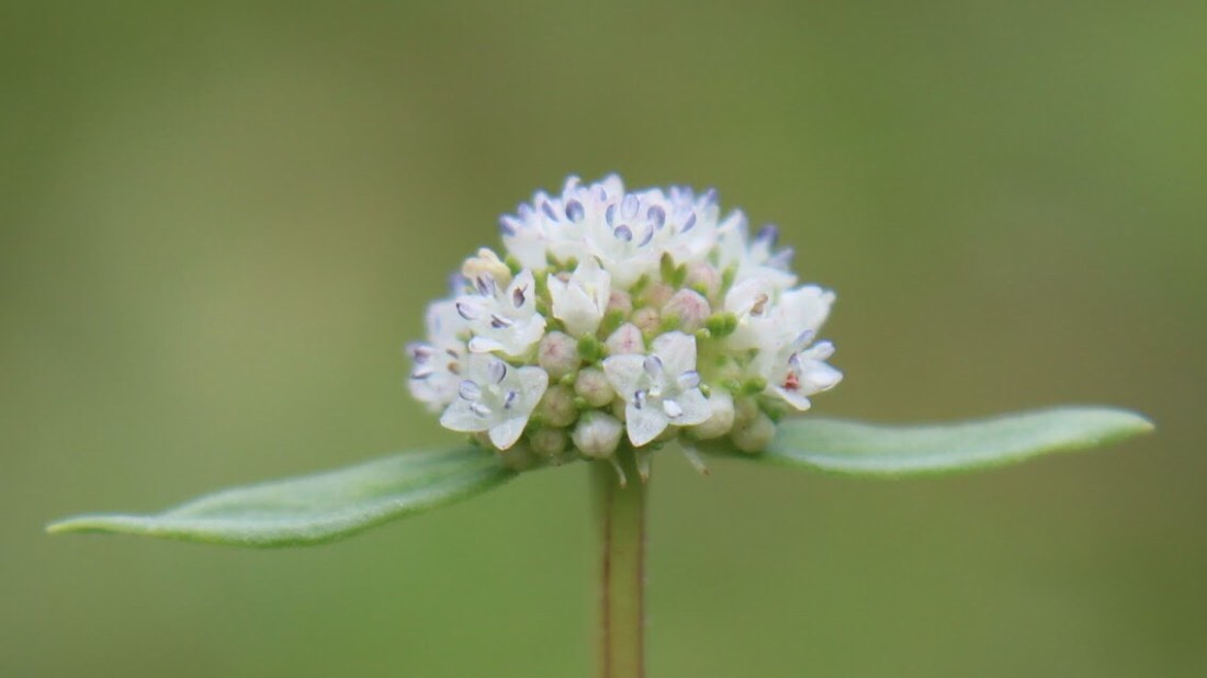 Shrubby false buttonweed Spermacoce verticillata