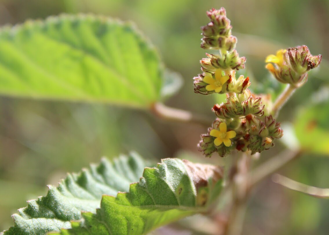 Sleepy morning Waltheria indica