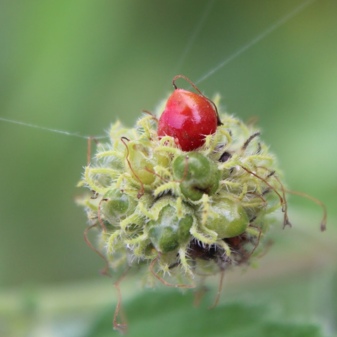 Bloodberry or Curaçao bush fruit