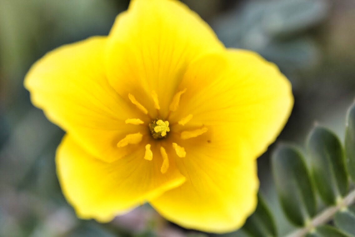 Jamaican feverweed Tribulus cistoides