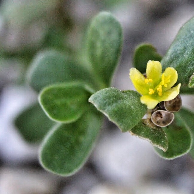 Common purslane Portulaca oleracea