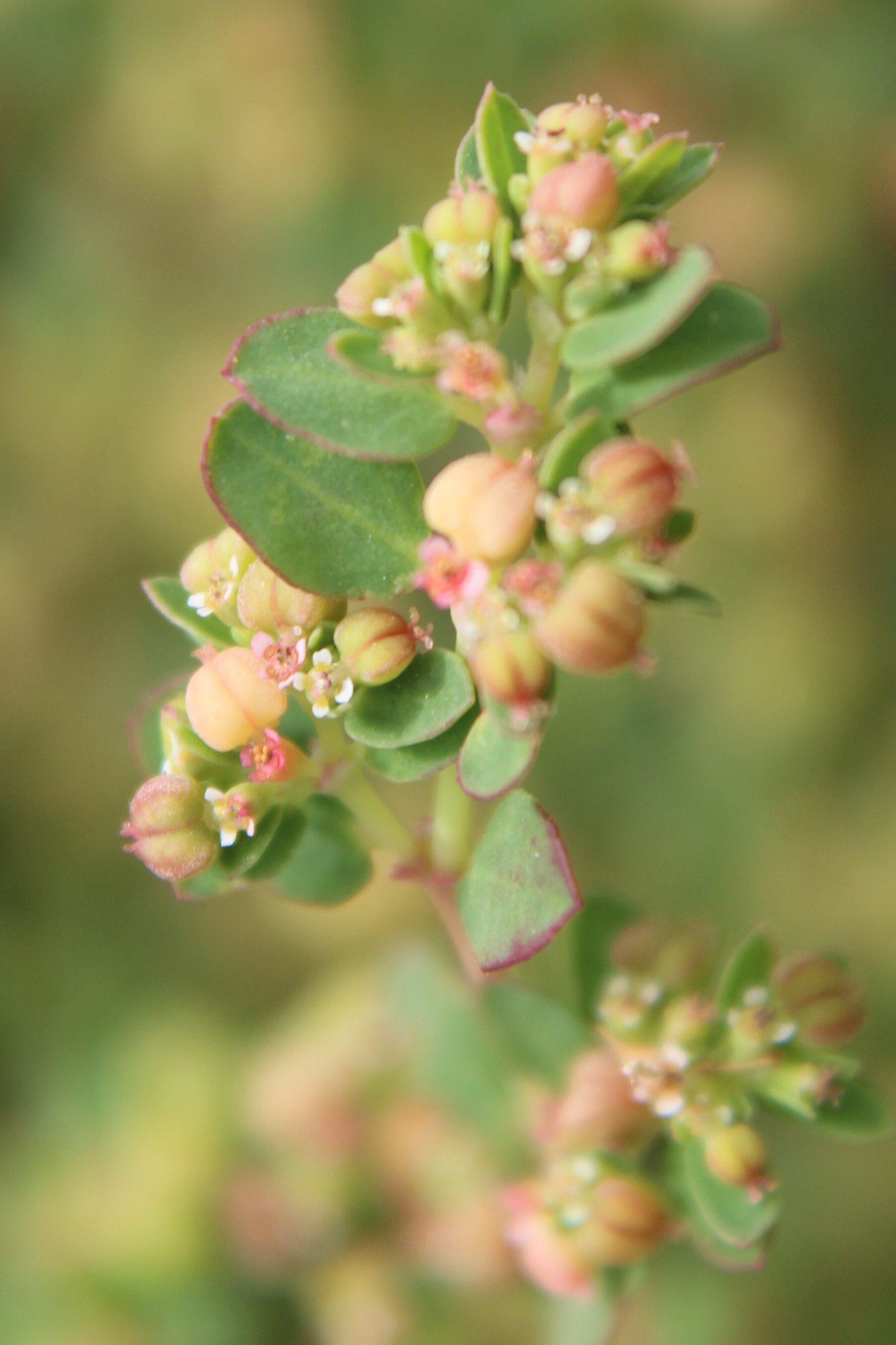 Limestone sandmat Euphorbia blodgettii