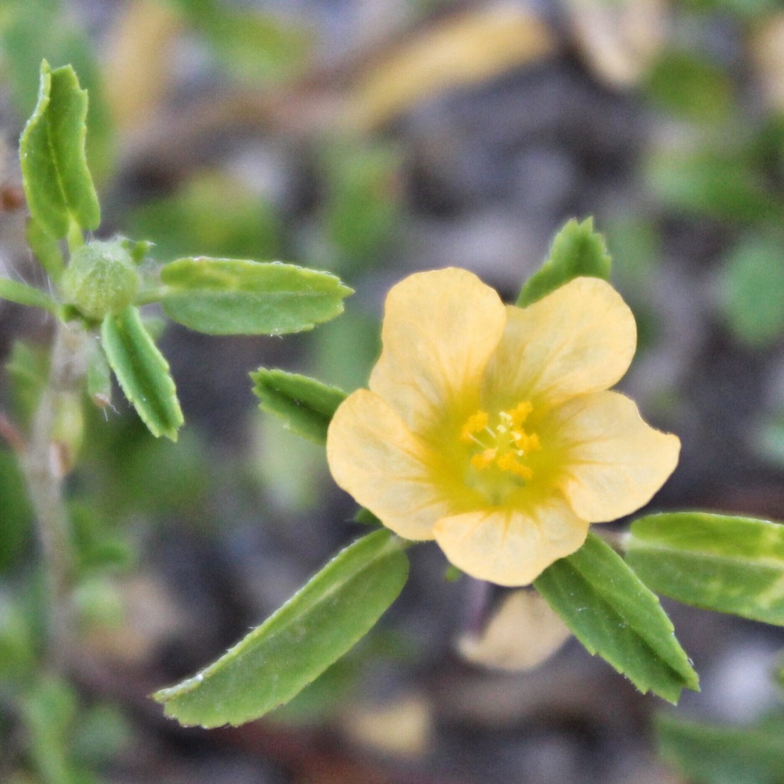 Fringed fanpetals Sida ciliaris