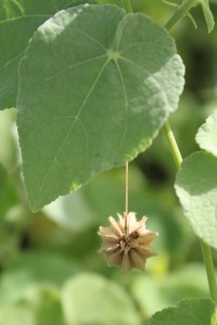Dorsal view of mature dehiscent schizocarp and leaf