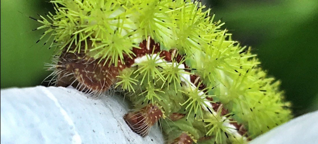 io moth caterpillar showing anal and abdominal prolegs