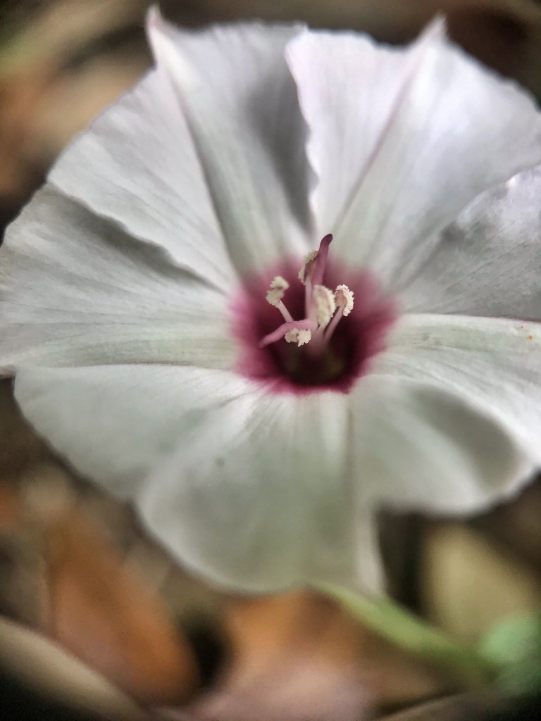Bindweed species