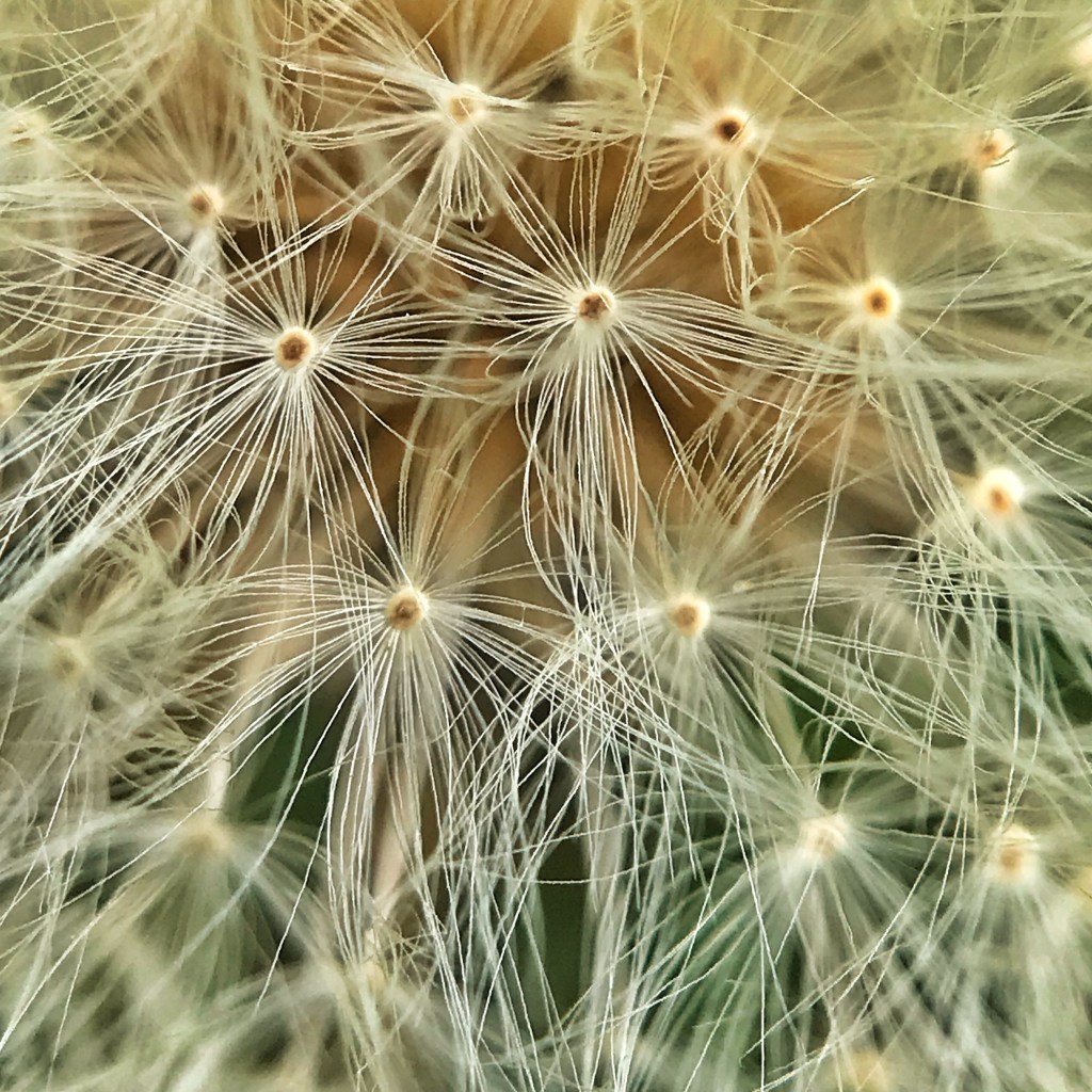 Dandelion fruits
