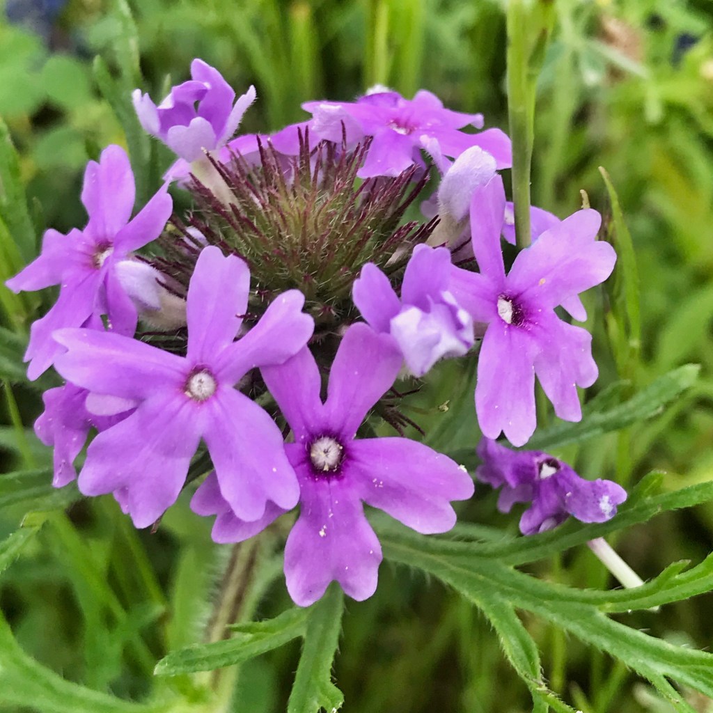 Dakota vervain