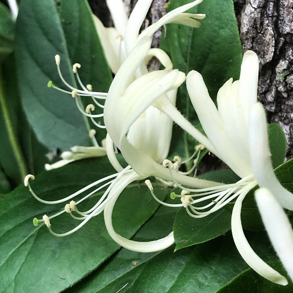 Japanese honeysuckle