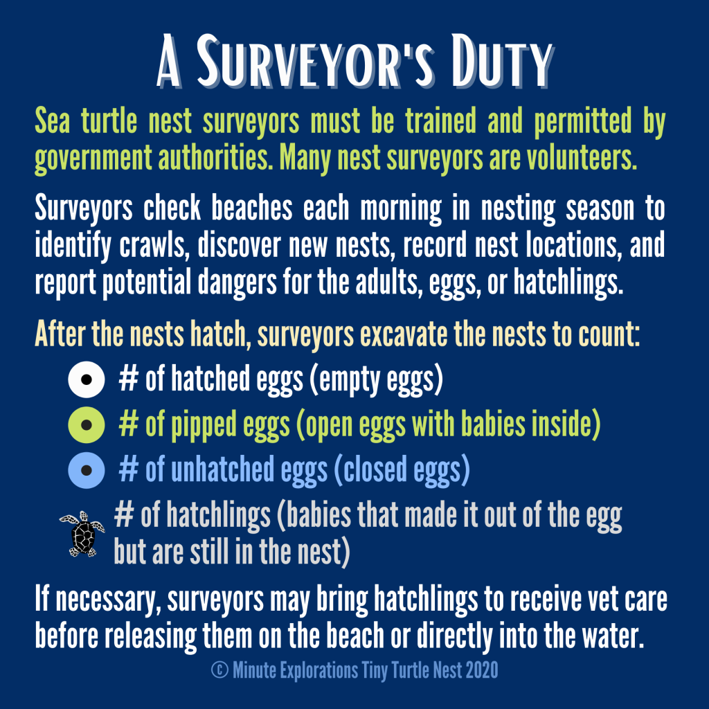 Summary of a sea turtle surveyor's duty