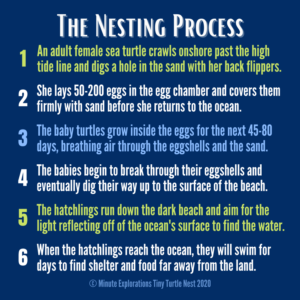Summary of the sea turtle nesting process