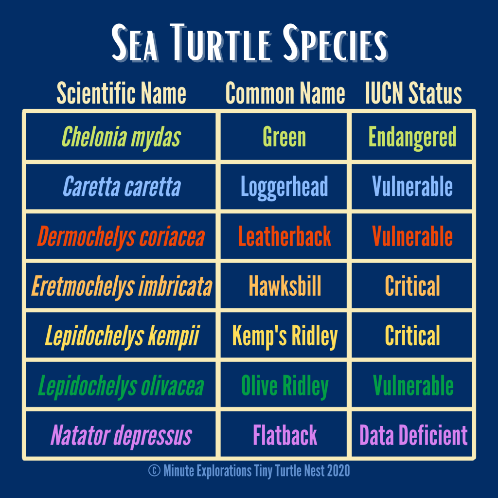 Latin names, common names and IUCN conservation status of the 7 sea turtle species