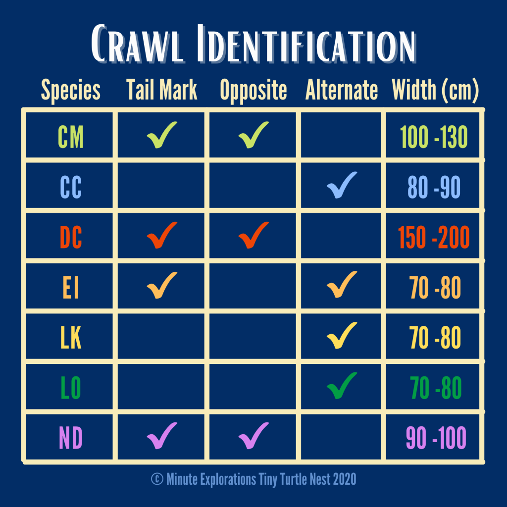 Summary of crawl features by sea turtle species