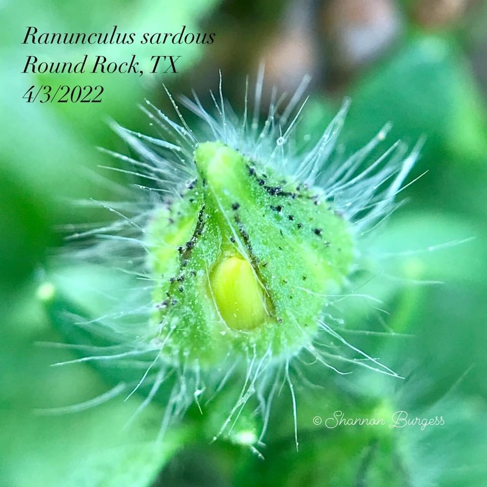 Hairy green sepals protect yellow petals