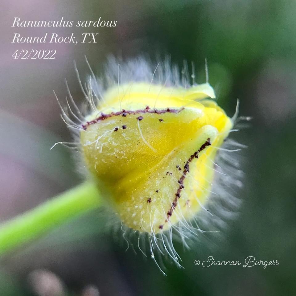 Bud turned yellow but still closed