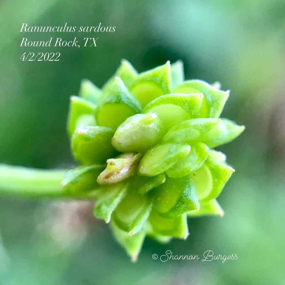 Petals lost, but young fruit emerging